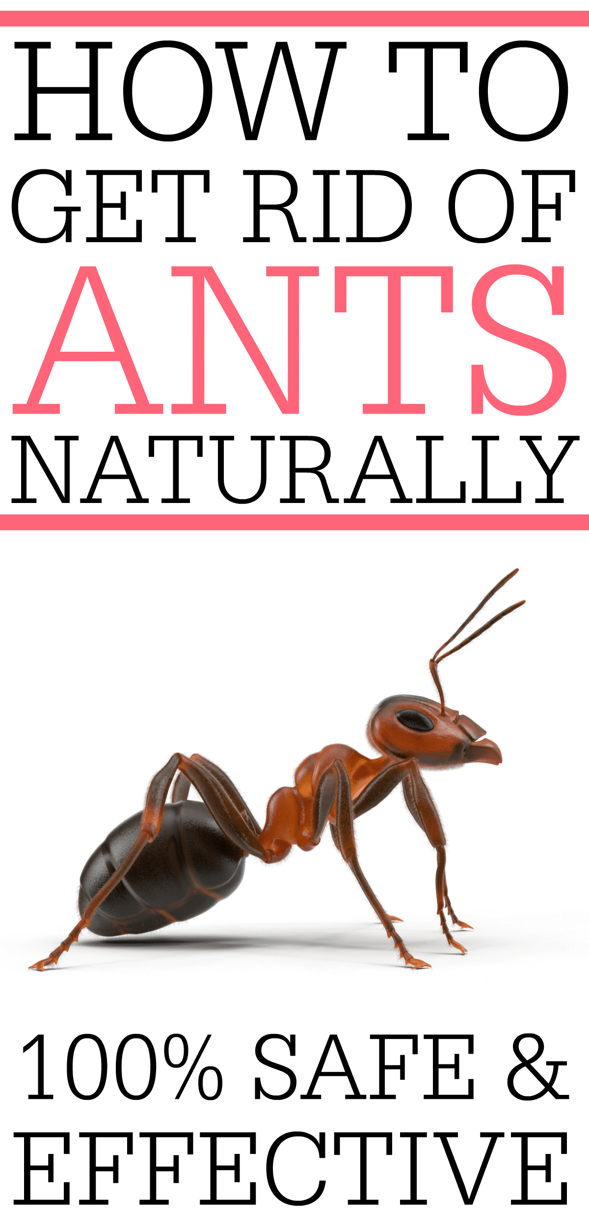 Home ideas to get rid of ants
