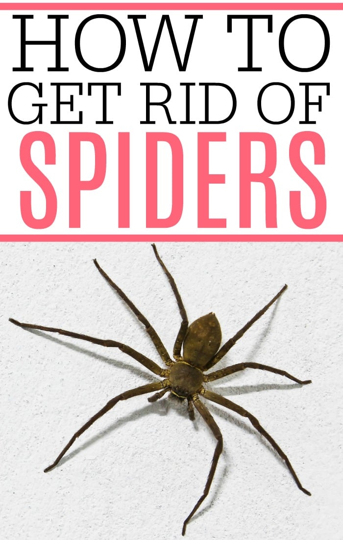Hate those creepy, crawly bugs around your house? Check out how to get rid of spiders. It's easy to get rid of spiders without using a bunch of chemicals.