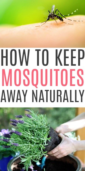 mosquitoes away keep naturally goodbye say mosquito natural things repellent smelling chemicals bugs bad