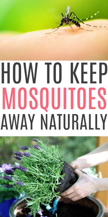 keep mosquitoes away naturally