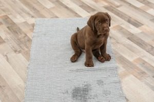 dried dog urine on carpet